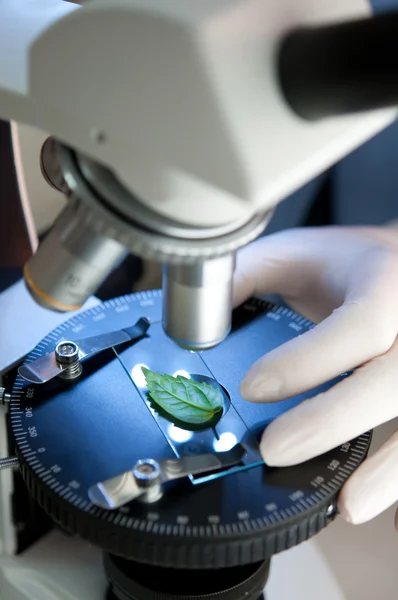 Yaprak mikroskop ile gözlenmesi