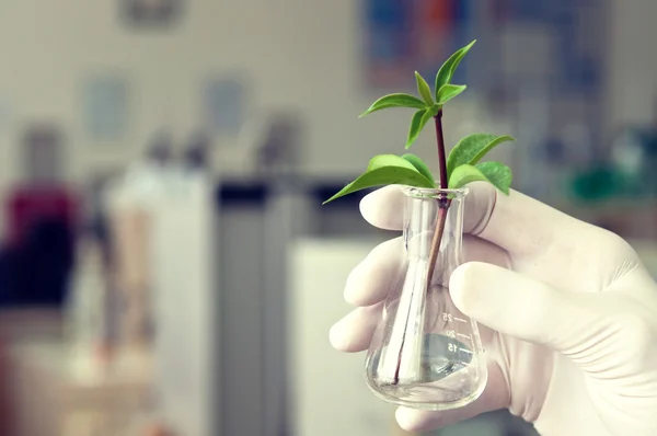 Химическая колба с зеленым растением — стоковое фото