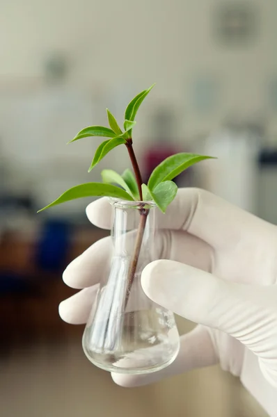 Chemical flask with green plant — Stock Photo, Image