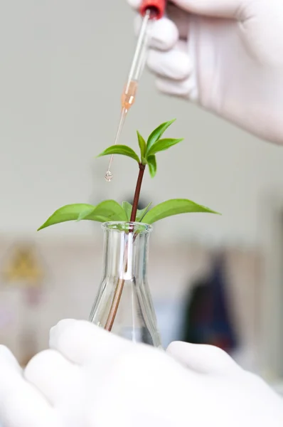 Chemical flask with green plant — Stock Photo, Image