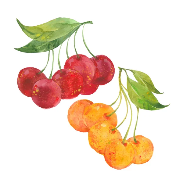 Faágon, akvarell cseresznye — Stock Fotó