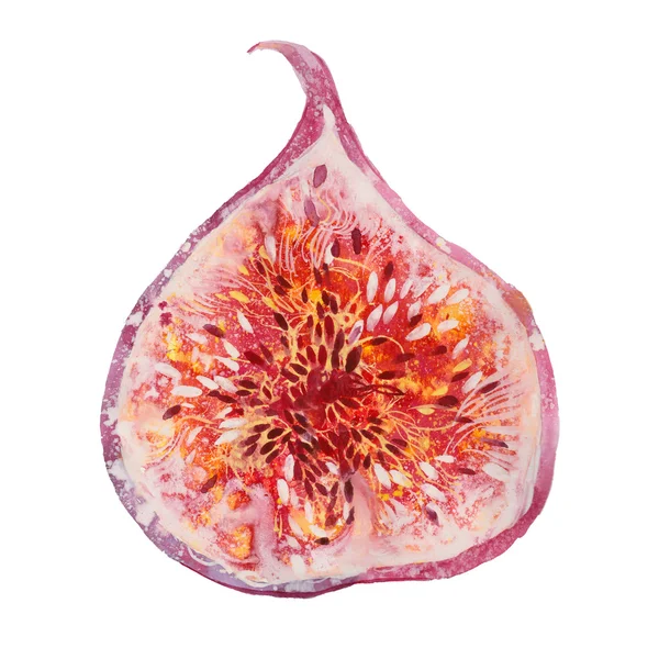 Watercolor half fig — Stock Photo, Image