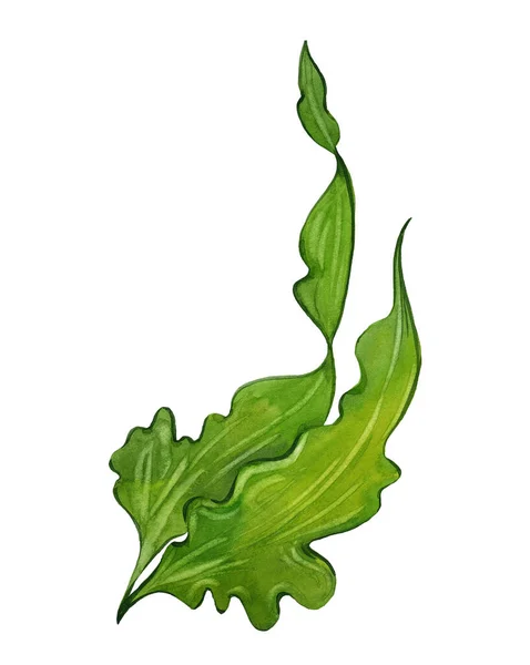 Watercolor seaweed laminaria — Stock Photo, Image