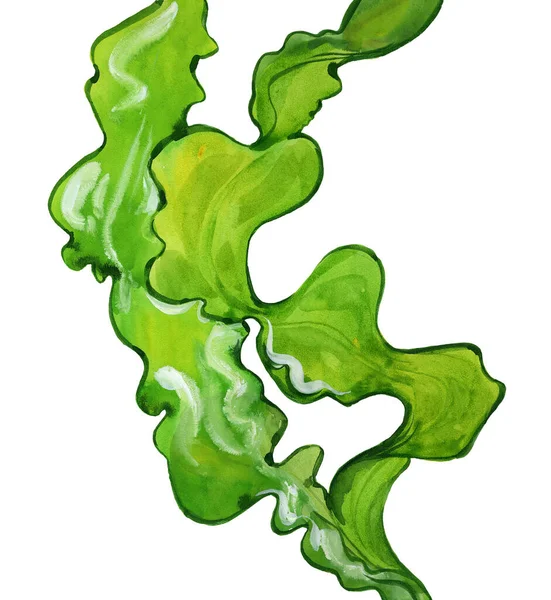 Watercolor laminaria seaweed — Stock Photo, Image