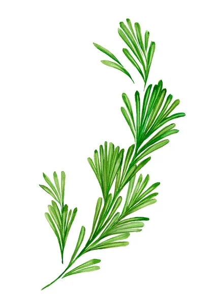 Watercolor sprig of rosemary — Stock Photo, Image