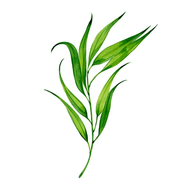 Watercolor sprig of tarragon — Stock Photo, Image