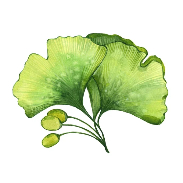 Ginkgo biloba blad — Stockfoto