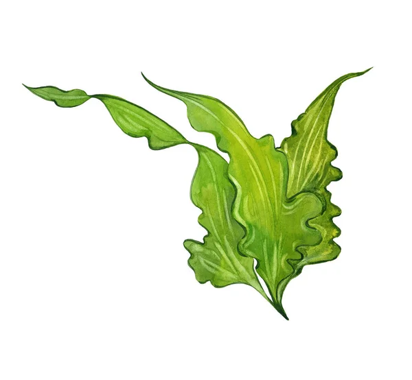 Akwarela zielona wodorosty — Zdjęcie stockowe