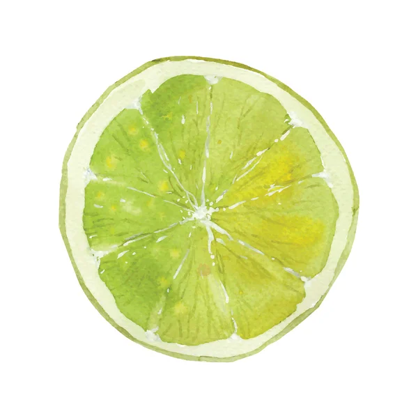 Citron vert — Image vectorielle