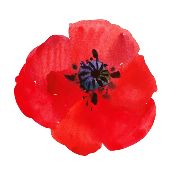 Aquarel poppy — Stockfoto