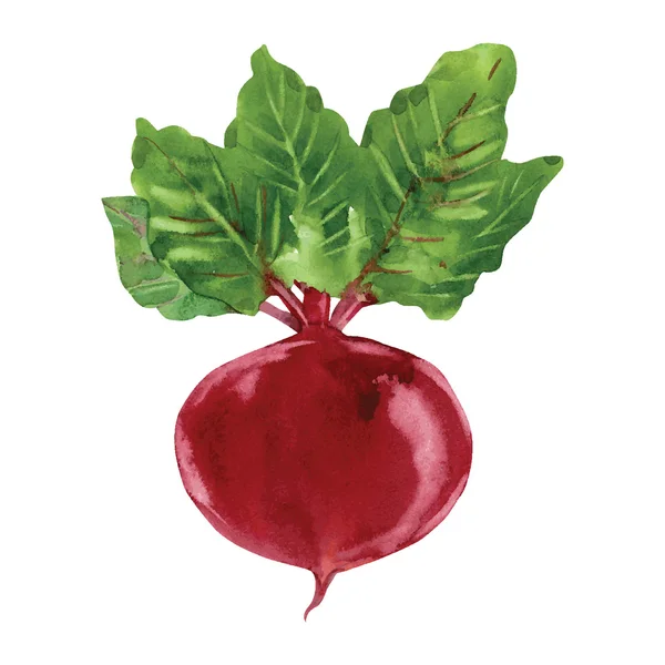 Beetroot with leaves — Stock Vector