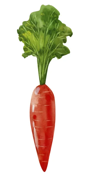 Acuarela zanahoria — Foto de Stock
