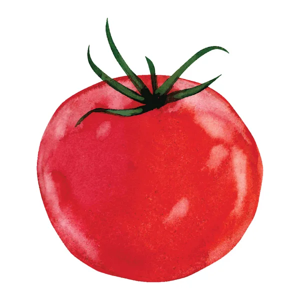 Tomate aquarela — Vetor de Stock