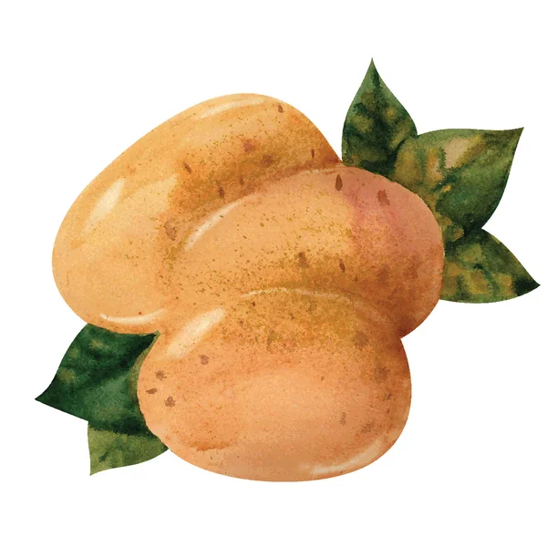 Kartoffeln — Stockvektor