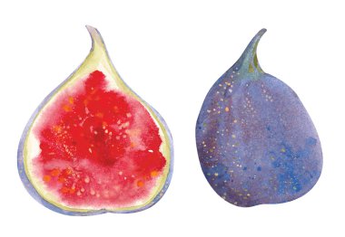 Watercolor figs