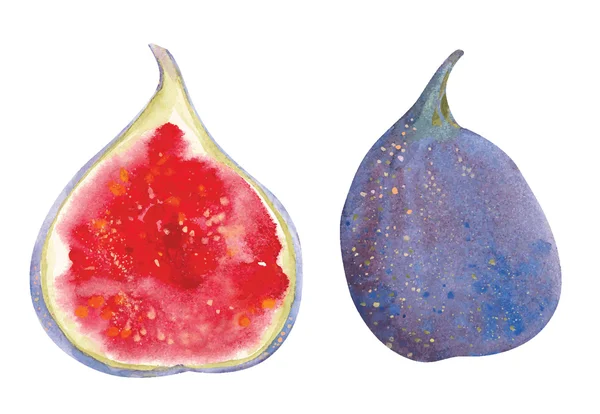 Figues aquarelle — Image vectorielle