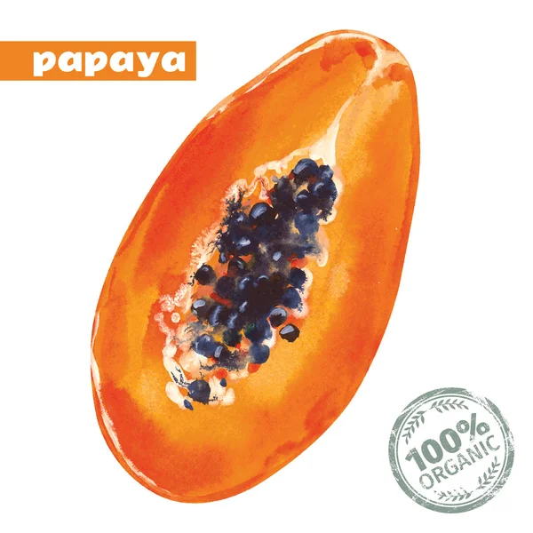 Vector watercolor papaya — ストックベクタ