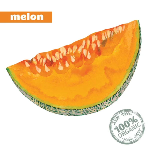 Vektor Aquarell Melone — Stockvektor