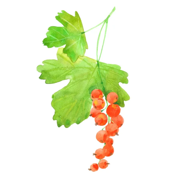 Watercolor red currant — Stock Photo, Image