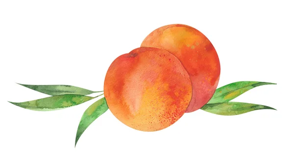 两个桃子和树叶 — 图库照片