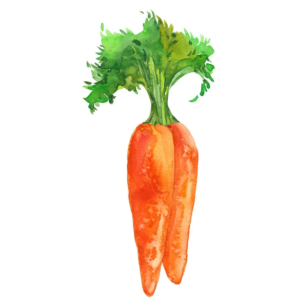 Два аквареллю морква — стокове фото