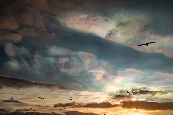 Colorful Nacreous clouds at sunrise bird silhouettes