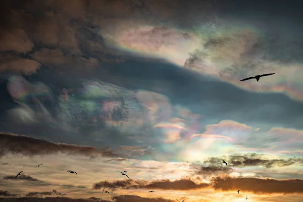 Colorful Nacreous clouds at sunrise bird silhouettes 로열티 프리 스톡 사진