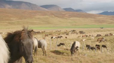 Büyük İzlanda at sürüsü Laufskalarett İzlanda güz gününde