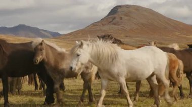 İzlanda atları ve tayları İzlanda dağlarında sonbahar renklerine yakın.