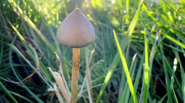 Çimenlerde büyüyen saykodelik mantar.