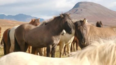 Güzel İzlanda atları sonbahar dağlarına yakın Holar İzlanda