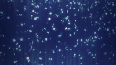 Dekoratif simli parlak arkaplan canlandırma döngüsü