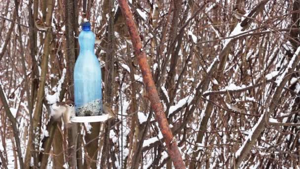 Bird Feeder Seeds Winter — Stock Video