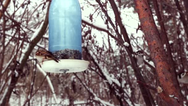 冬の種子を持つ鳥のフィーダー — ストック動画