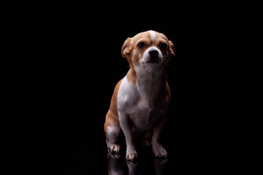 Küçük köpek beyaz kahverengi tüylü köpek, siyah arka plan stüdyosunda köpek maması reklamı yapıyor. Yavru köpek besleme duygusunu besliyor. Sadık hayvan besleme şampiyonu..