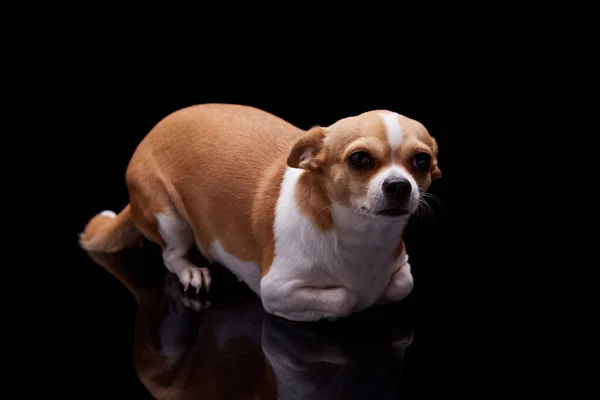 Pequeno Cão Branco Marrom Cor Pele Latido Comercial Para Cuidados — Fotografia de Stock