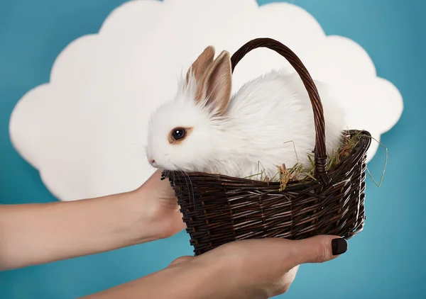 Little fluffy white Easter bunny in basket — Stock Photo, Image