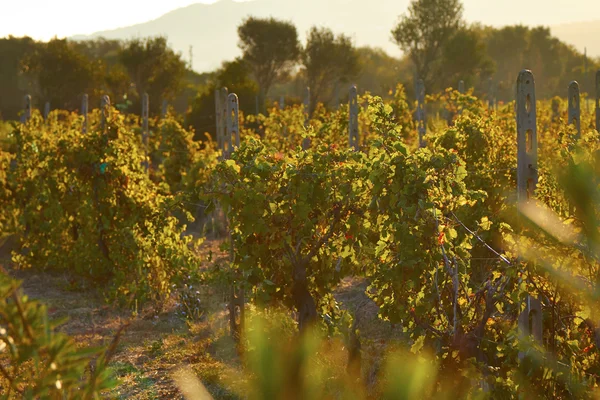Sunset Italy vineyards green leaves ripe fruits of grapes — ストック写真