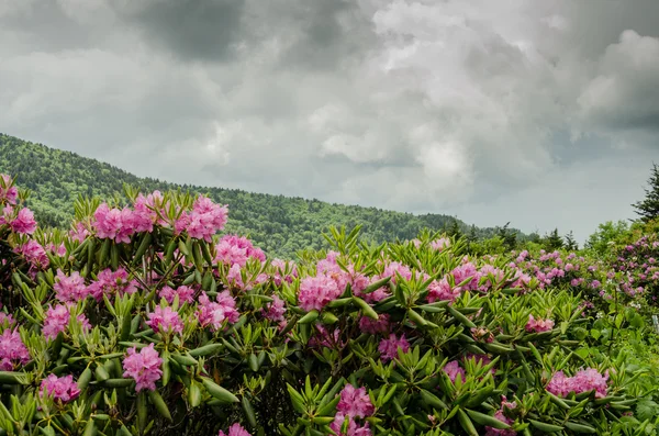 Rhododendron en frente de Blue Ridge —  Fotos de Stock