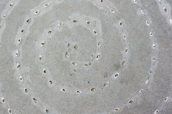 Spirale aus Muscheln in Beton — Stockfoto