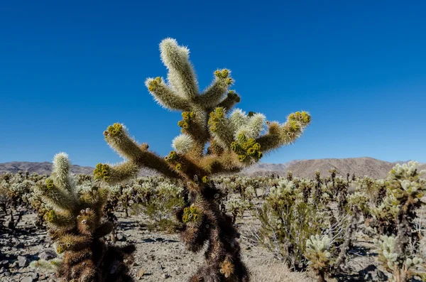 Cholla kaktüs mavi gökyüzü üzerinde üst
