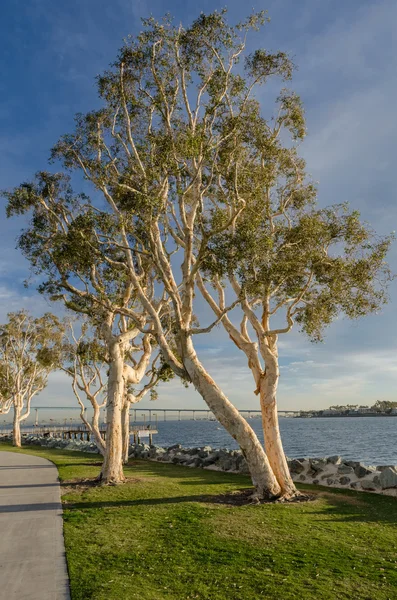 Su kenarındaki ağaçlar