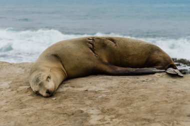 Tek uyuyan deniz aslanı yan görünüm
