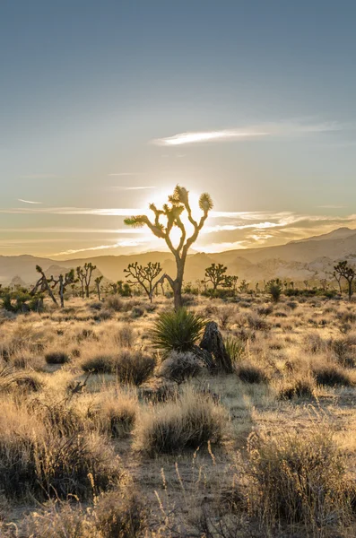 Solen går ner bakom Joshua Tree och öknen scenen — Stockfoto