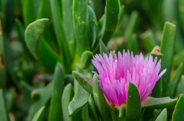 Single Pink Flower from Side — Stock Photo, Image