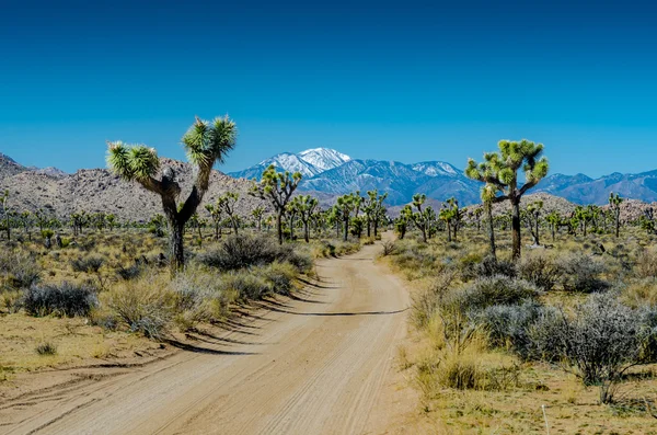 Sneeuw bedekte Mountain kijkt uit over Joshua bomen flankerende onverharde weg — Stockfoto