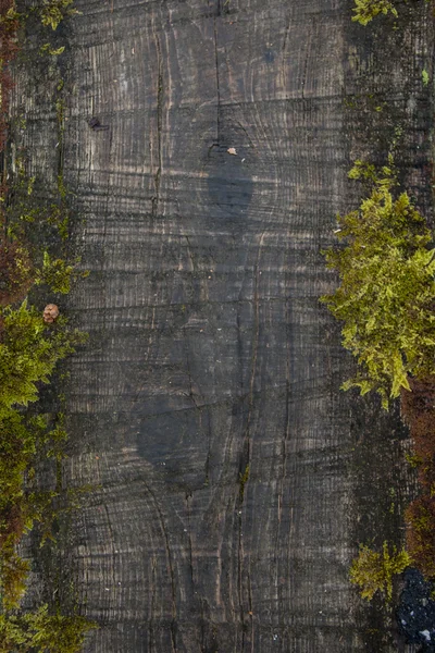 Close of up Hand Hewn Log with Moss Growin on Edges — Stock Photo, Image