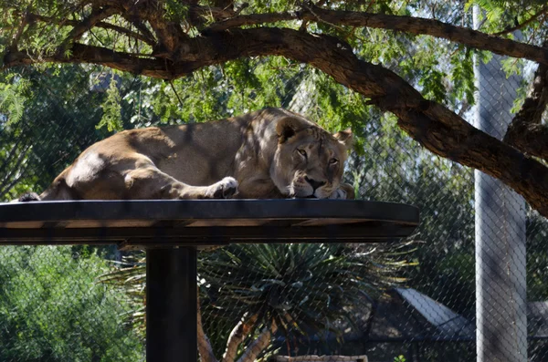 Leoa descansando no zoológico de San Diego — Fotografia de Stock