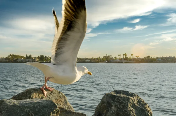 Seagull nemen vlucht — Stockfoto