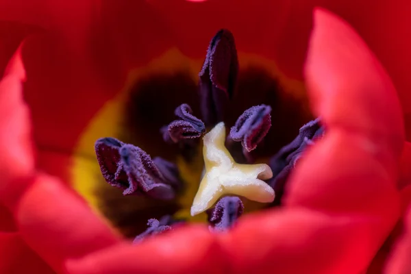 Anther Inside a Tulip — Stock Photo, Image